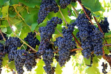 Red wine grapes on the vine by Rüdiger Rebmann