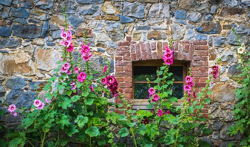 stokrozen voor een oude natuurstenen muur