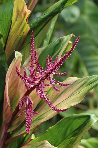 Roze plant by Berg Photostore