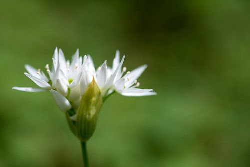 Daslook aan de rand van het bos
