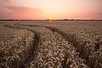 Grainfield