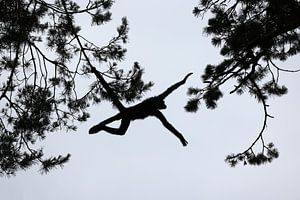 Silhouet van een Colombiaanse slingeraap in de bomen