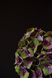 Stille von Cindy Coenen Fine Art Photography