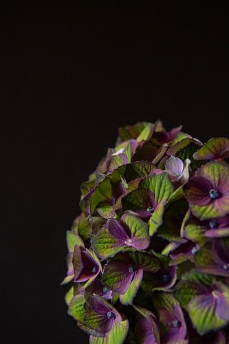 Botanical Silence
