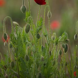 Poppy sur Roberto Zea Groenland-Vogels