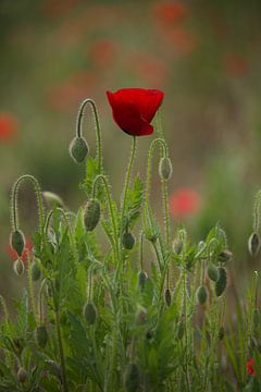 Mohn von Roberto Zea Groenland-Vogels