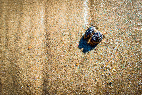 Twinshell am Strand