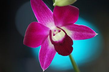 Thai orchid by Loraine van der Sande