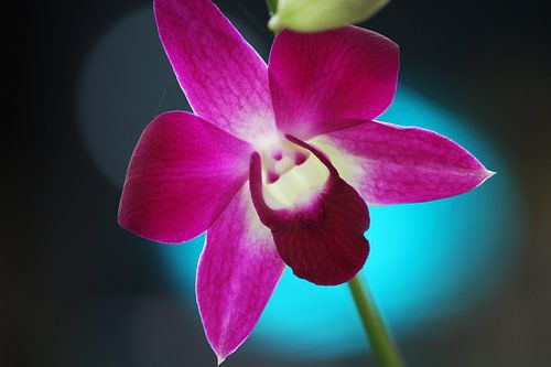 Orchidée thaïlandaise