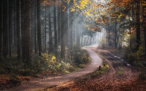 Automne sur Jeroen Linnenkamp