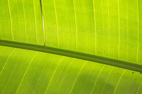 Pflanzen Blatt von voorDEfoto