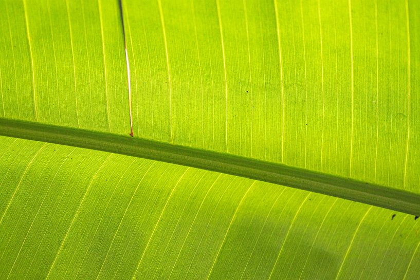 Plants leaf by voorDEfoto