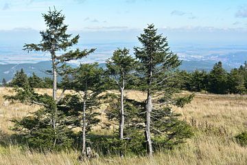 Trees on the summit of the Brocken by Heiko Kueverling
