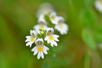 Eyebright (Euphrasia) flowers