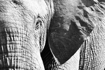 Close up elephant by Stacey Brouwer