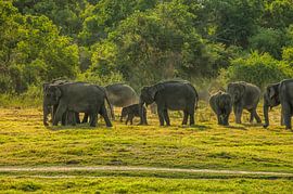 Eine Gruppe asiatischer Elefanten in Sri Lanka