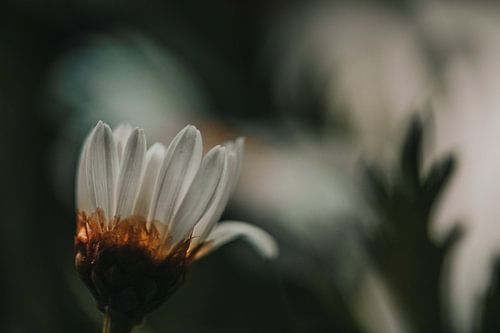 L'impermanence dans le silence sur Kim Heilema Fotografie