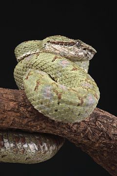 Wimpergroefkopadder (Bothriechis schlegelii) van Ronald Pol