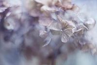 Faded Beauty