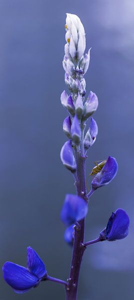 Lupine by Andreas Bechinie von Lazan