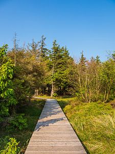 Landschaft in den Dünen bei Norddorf auf der Insel Amrum