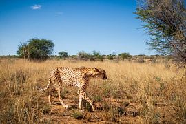 Cheetah by Antwan Janssen