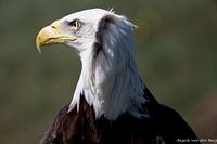 Der Weißkopfseeadler