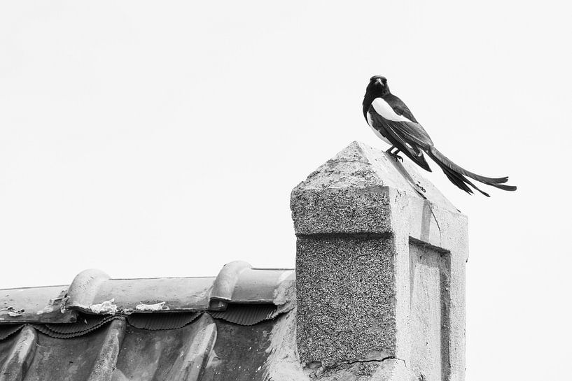 Vögel innerhalb bebauter Gebiete von Ronald Buitendijk Fotografie