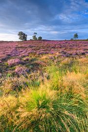 Bloeiende heideplanten tijdens zonsopgang in de nazomer van Sjoerd van der Wal Fotografie