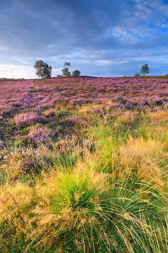 Bloeiende heideplanten tijdens zonsopgang in de nazomer