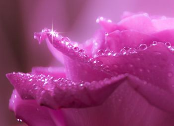 The pink lady with pearls 