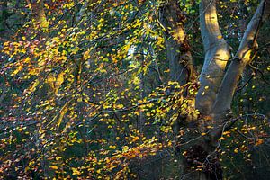 Herbstblätter