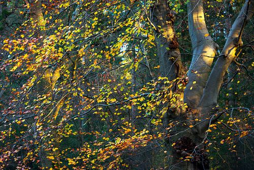 Autumn leaves