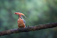 Kingfisher with prey