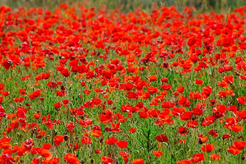 Champ de coquelicots en Andalousie, Espagne.