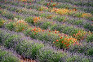 Poppies and Lavender by Lars van de Goor