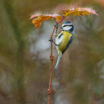 Blaumeise und Regenschirm