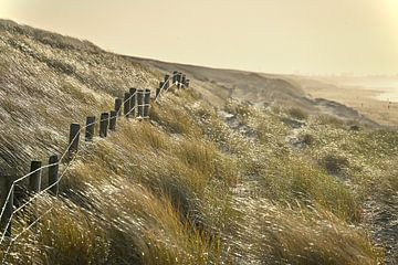 L'herbe des dunes ondulante. sur Peter van Rijn