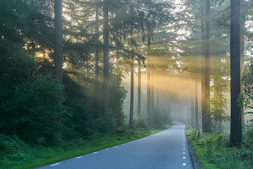 Speulderbos van Ad Jekel