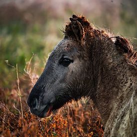 Le cheval Konik sur Evi Willemsen