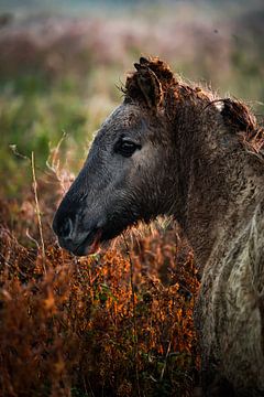 Le cheval Konik sur Evi Willemsen