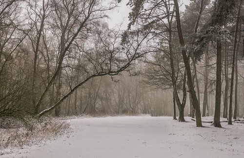 winterse dag in het kluisbos