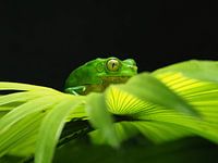 Poison green