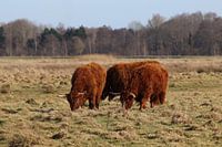 schotse hooglanders die hun rust vinden in de natuur