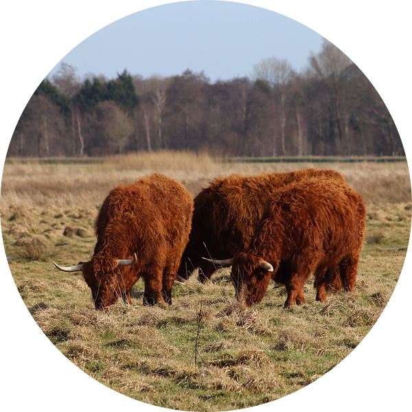 schotse hooglanders die hun rust vinden in de natuur van Eline Sijtsma