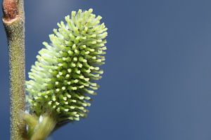 Catkin Spring is in the Air
