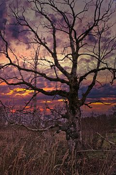 Arbre au coucher du soleil sur Joran Quinten