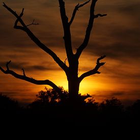 Zonsondergang met boom in silhouet van Mark Koolen