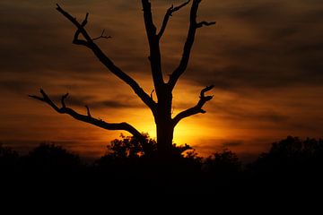 Zonsondergang met boom in silhouet van Mark Koolen