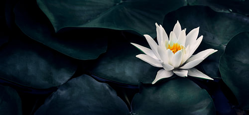 Lotus-Zen-Garten. Wandbild mit Seerosenblüten für Wellness und Spa. von Jelena Jovanovic Fine Art